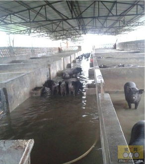 9月18日養(yǎng)豬業(yè)與水產(chǎn)品養(yǎng)殖重要信息匯總