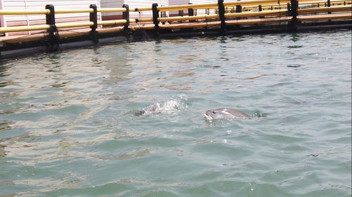 四個最嚴(yán)專項 水產(chǎn)品質(zhì)量安全進農(nóng)村，筑牢水產(chǎn)品養(yǎng)殖安全防線