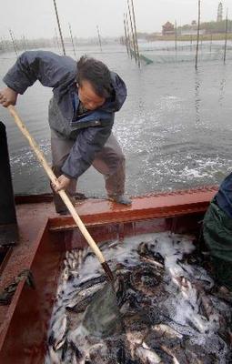 白洋淀局部水域恢復水產養殖，促進區域生態與經濟協調發展