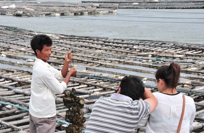 欽州大蠔養殖基地 優質水產品養殖的典范