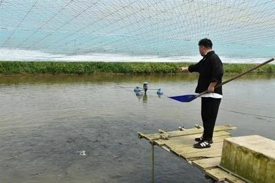 如皋城北街道 智慧農業盡顯科技范兒，水產品養殖煥新顏