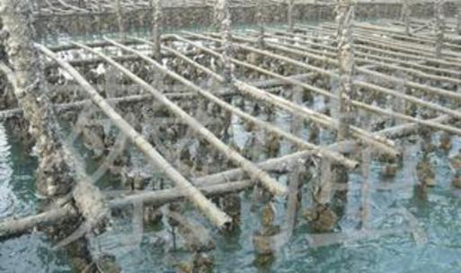 貝類養殖在水產品養殖中的關鍵作用與發展前景