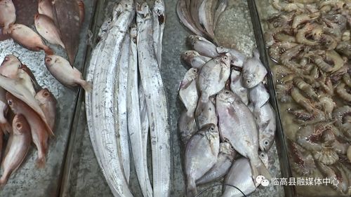 伏季休漁期臨高水產品供應充足價格穩定，水產品養殖產業顯活力