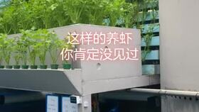 工廠化高效水產養殖新篇章 鋼架刀刮布高密度養殖黃顙魚技術解析